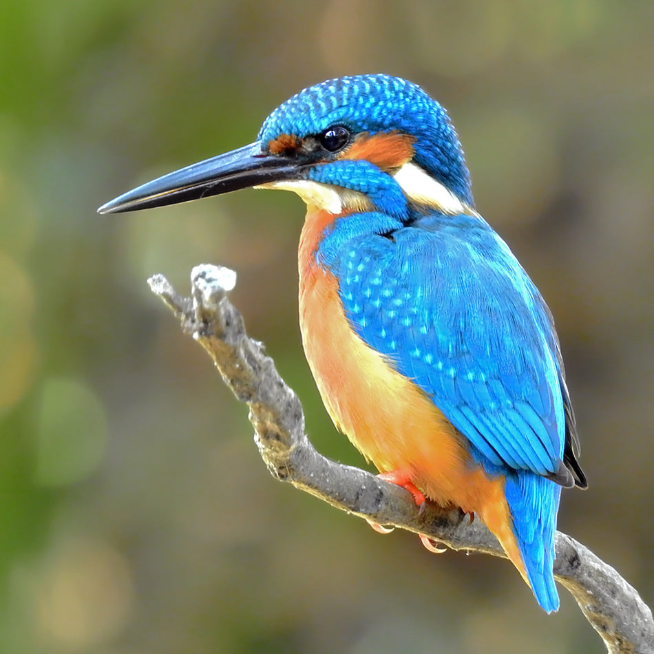 King Fisher Blue Sæt